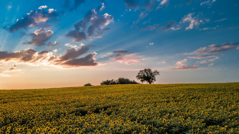 Photo aérienne par drone d'un champ de tournesols au coucher du soleil en Occitanie
